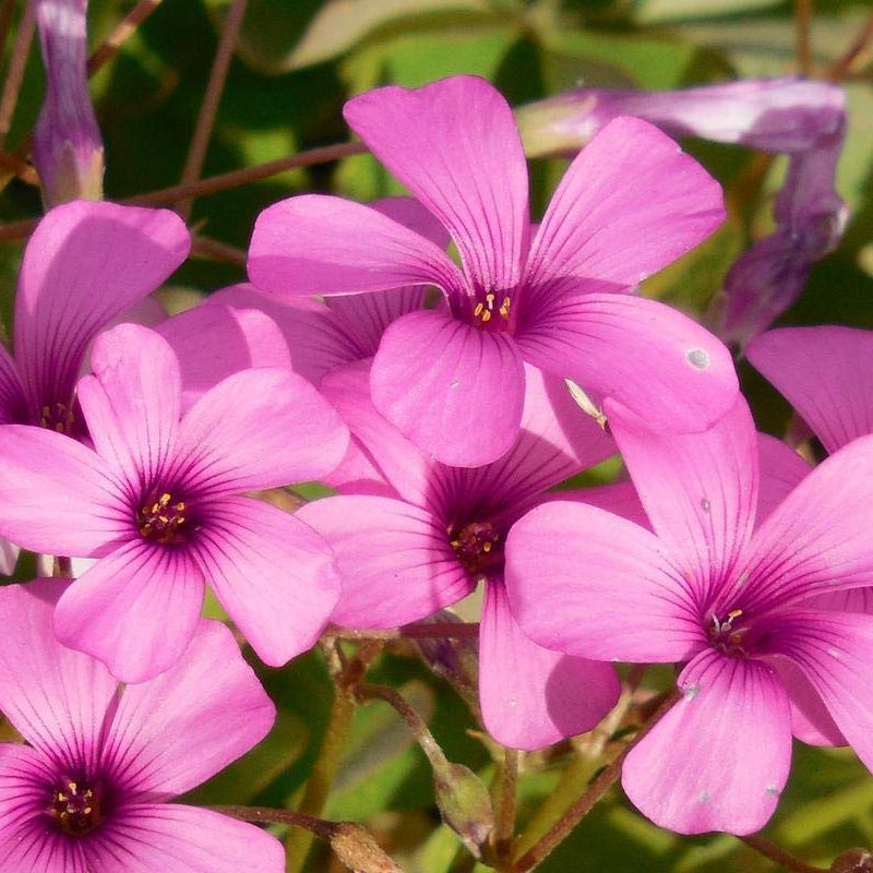 Pink Wood-Sorrel plant