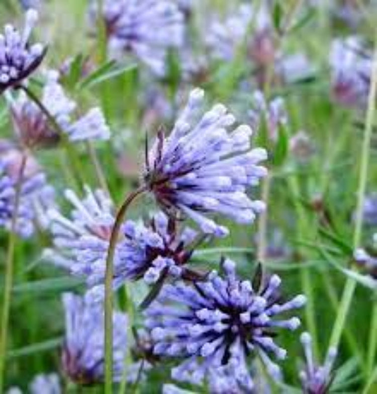Blue Surprise Woodruff plant