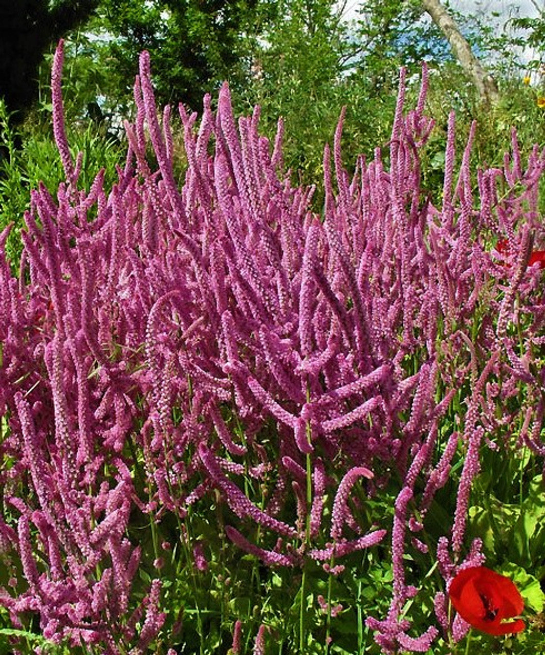 Limonium Suworowii flower seeds
