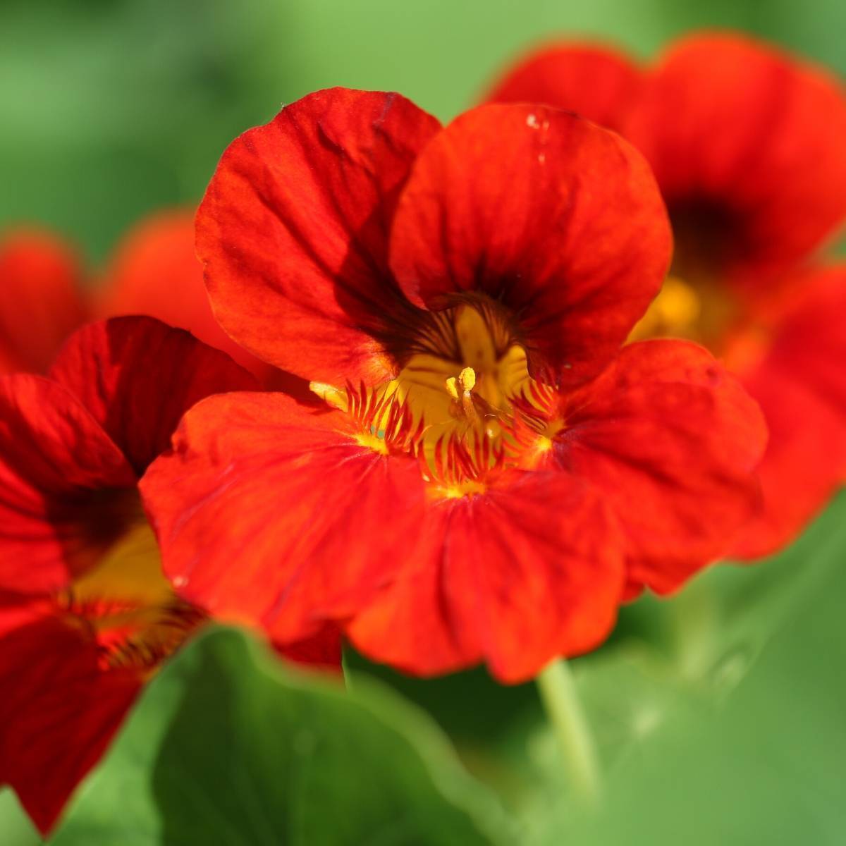 Red Nasturtium plant