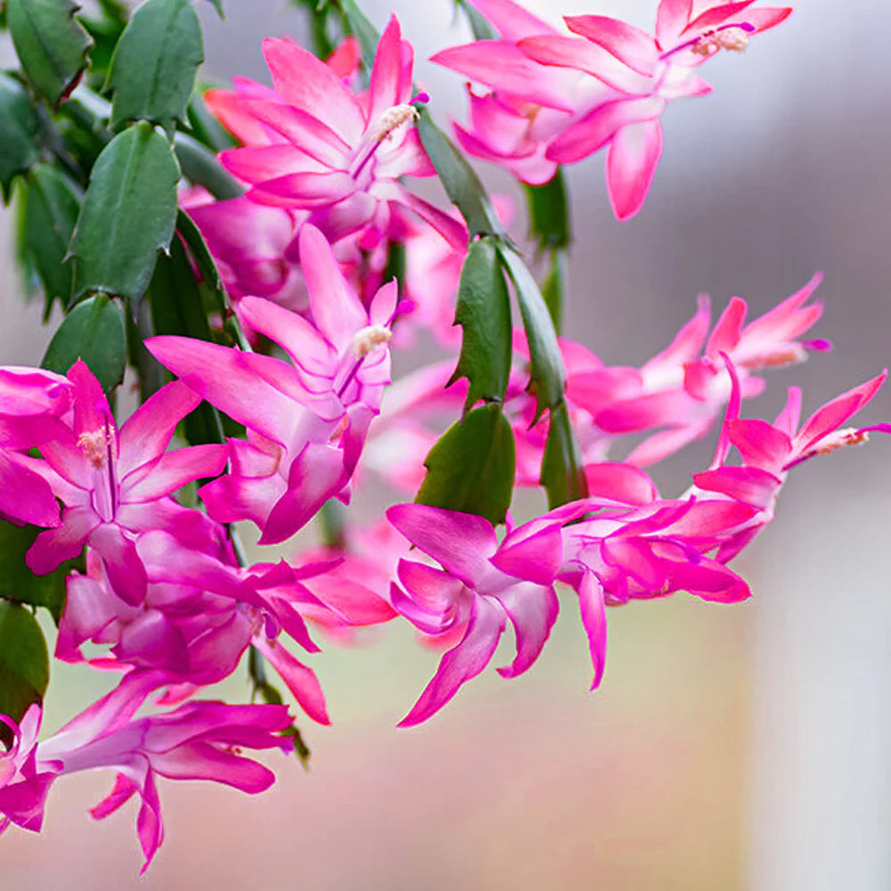 Schlumbergera flower seeds
