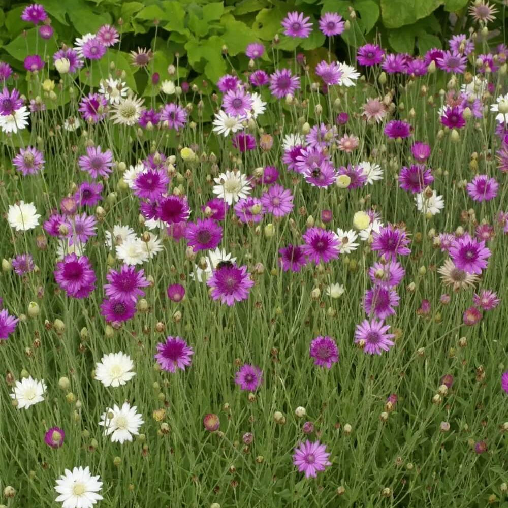 Annuum Xeranthemum plant