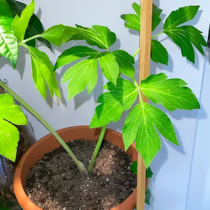 Ashitaba Herb Seeds for Planting – Heirloom Non-GMO Garden Seeds