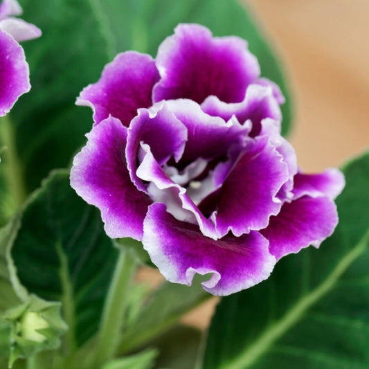Violet White flower seeds
