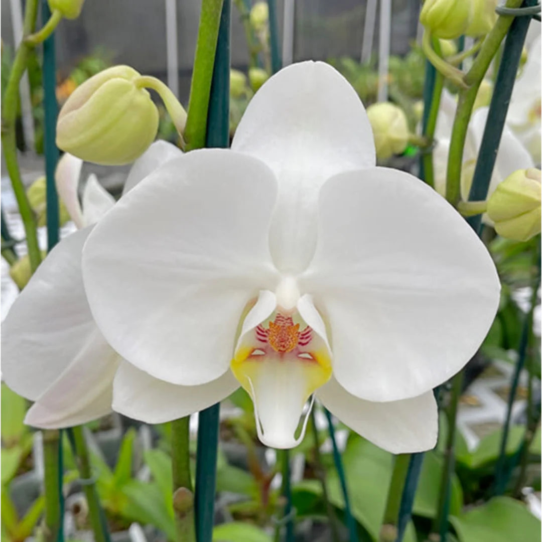 White Phalaenopsis flower seeds