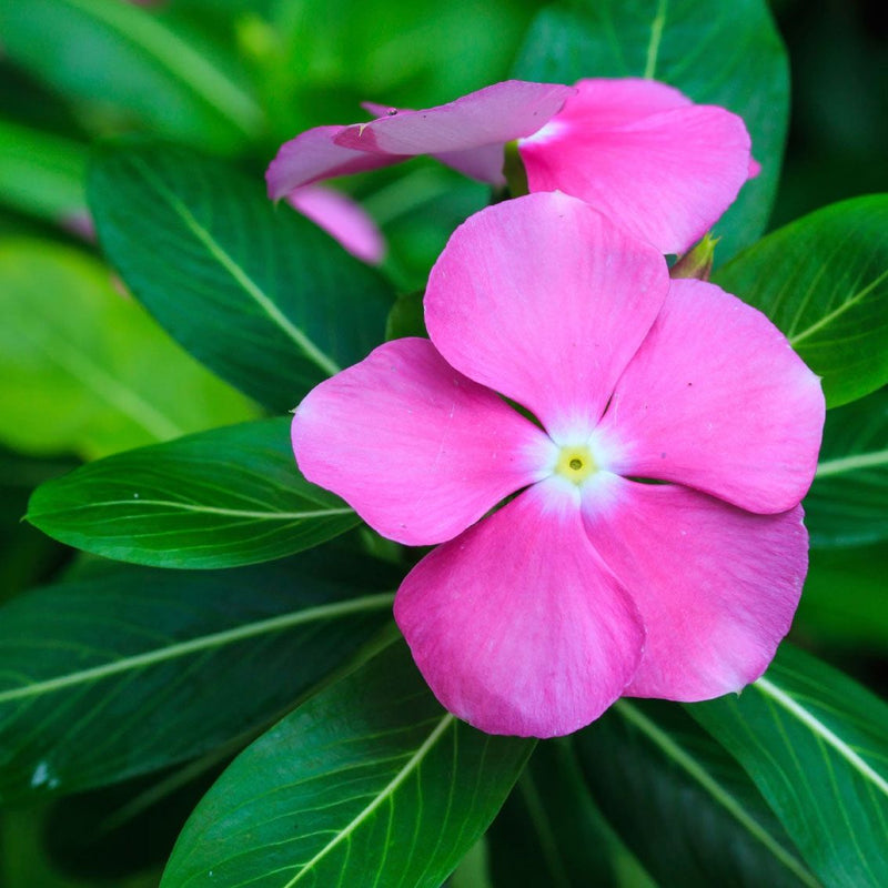 Catharanthus Flower Seeds for Planting – Heirloom Non-GMO Garden Seeds