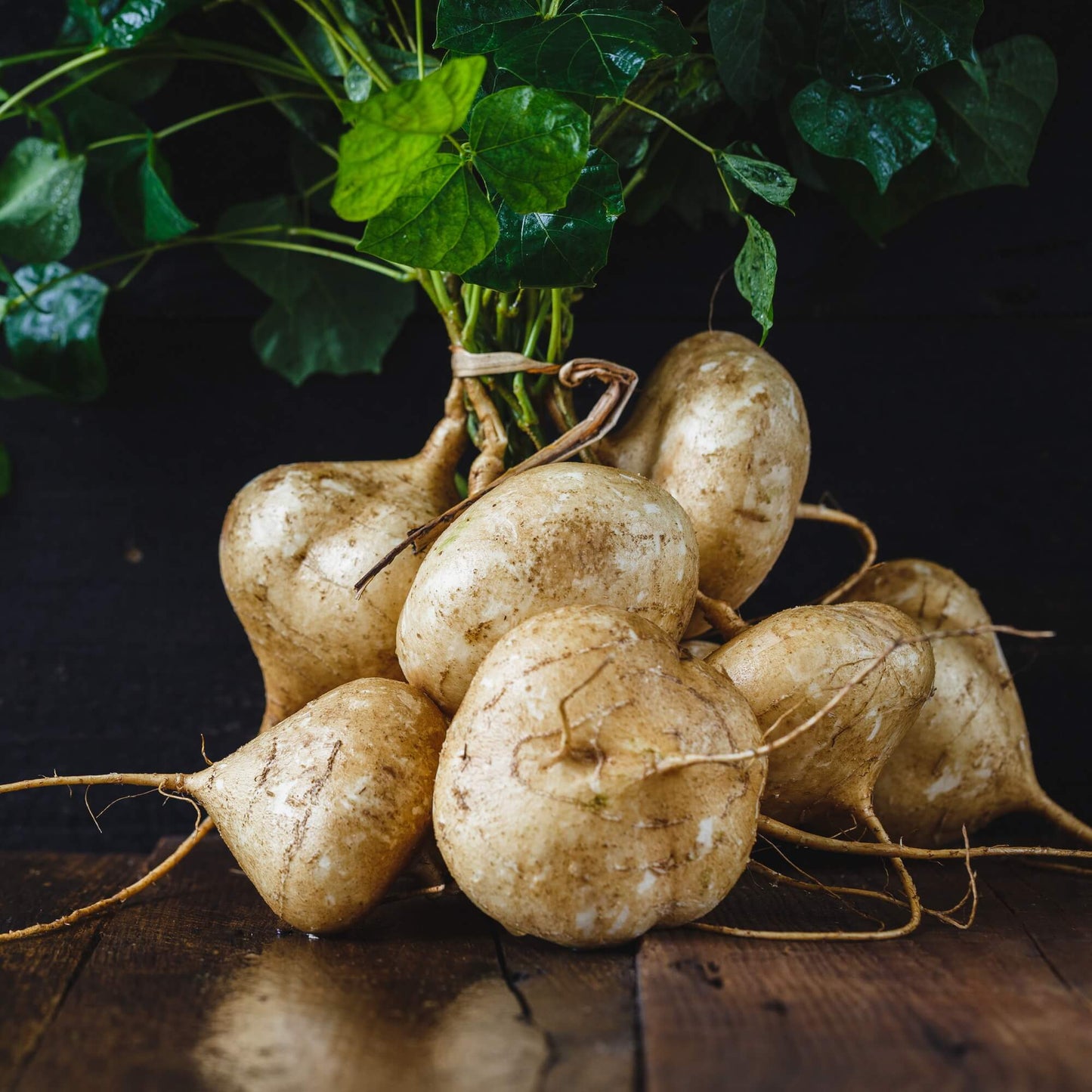 Yam Bean Vegetable Seeds for Planting – Jicama Root Vegetable Seeds for Home Gardens