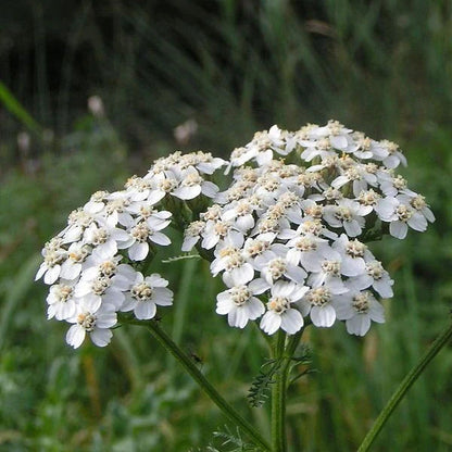 White Yarrow flower seeds