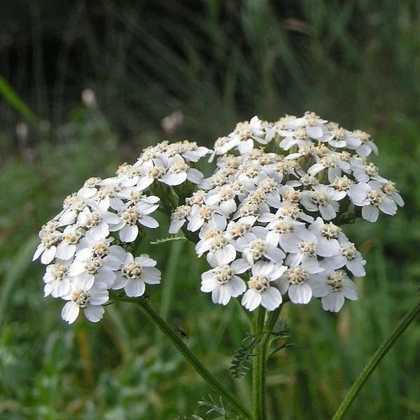 White Yarrow flower seeds