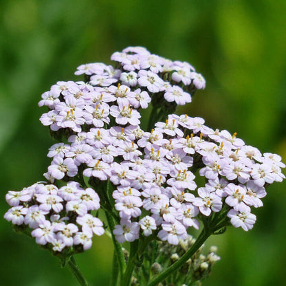 Achillea Millefolium Yarrow plant