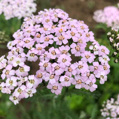 Baby Pink Yarrow plant