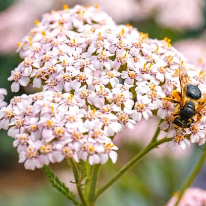 Baby Pink Yarrow plant