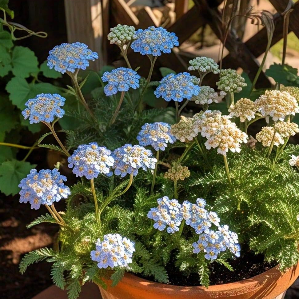 Blue Yarrow plant