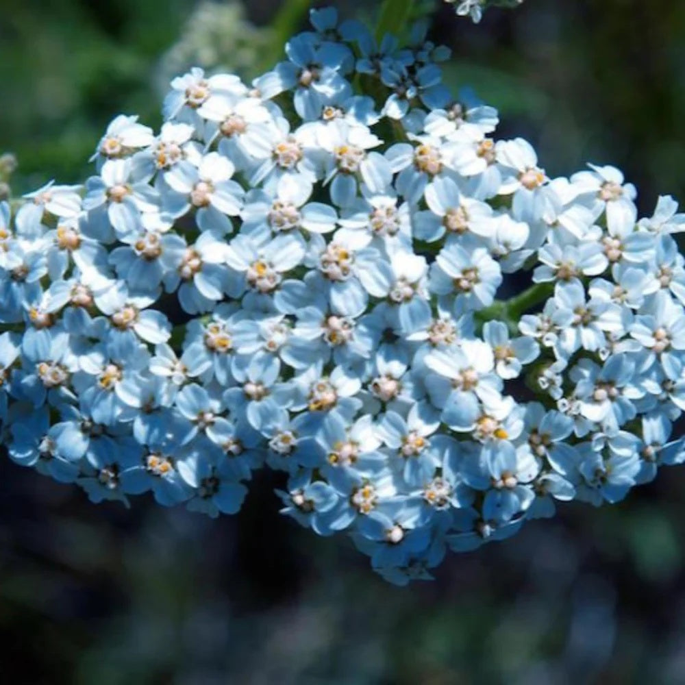 Blue Yarrow plant