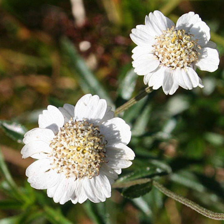 Pearl White Yarrow plant