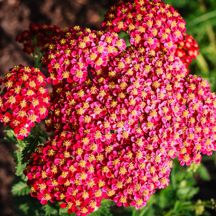 & Yellow Yarrow plant