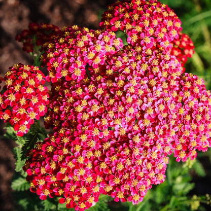 & Yellow Yarrow plant