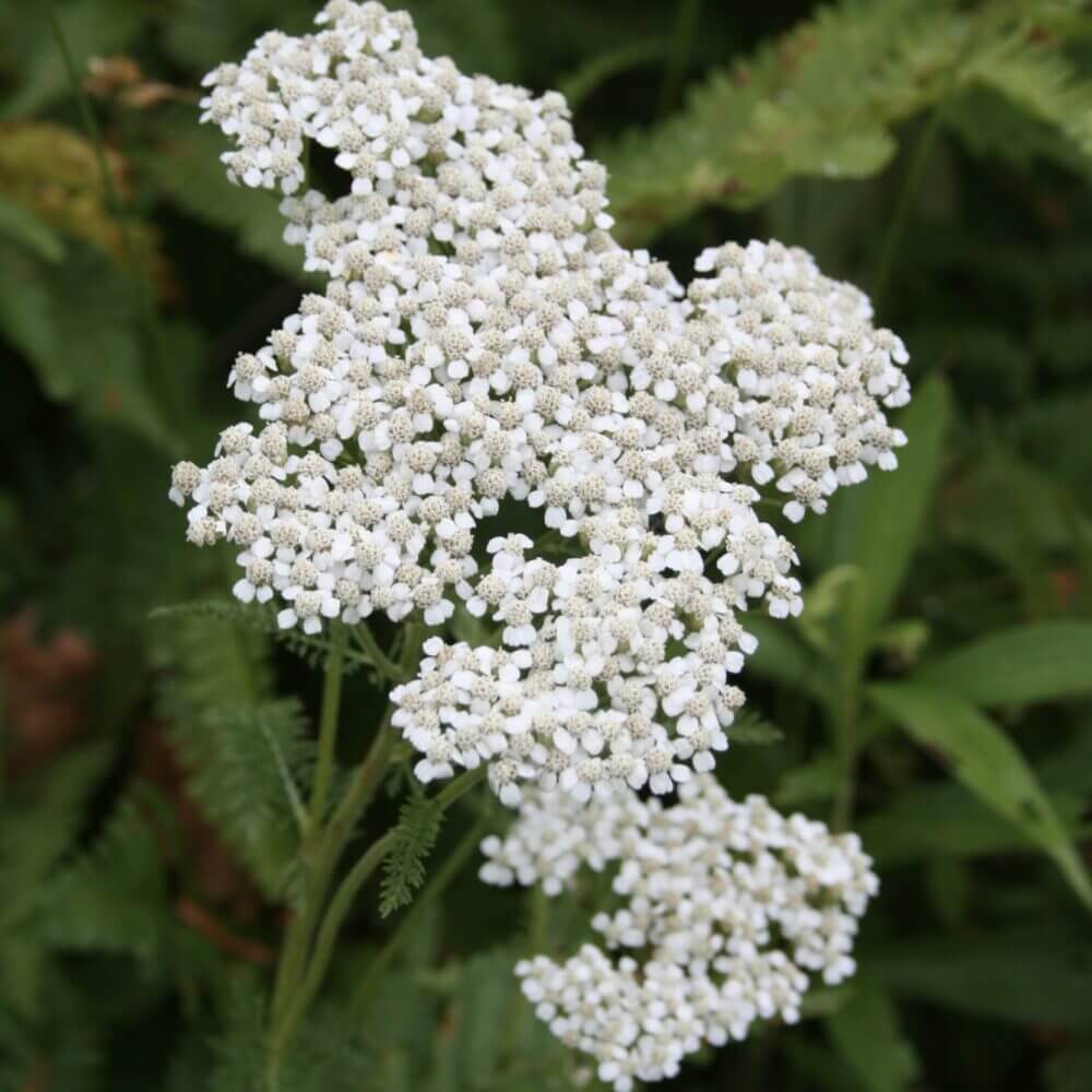Achillea Millefolium Yarrow plant