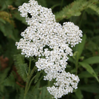 Achillea Millefolium Yarrow plant