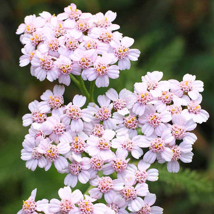 Baby Pink Yarrow plant