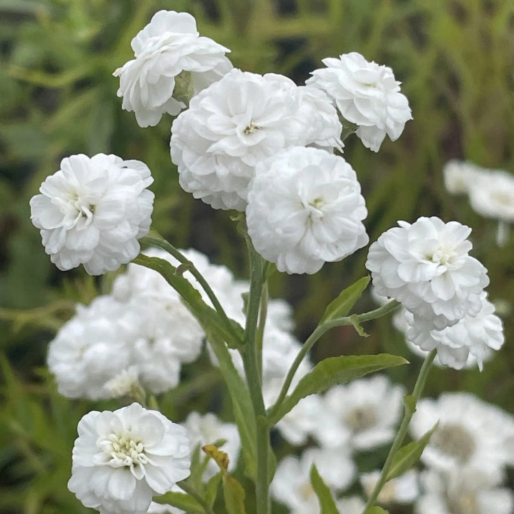 Pearl White Yarrow plant