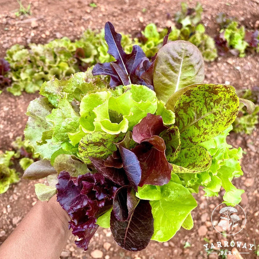 Mixed Lettuce Seeds