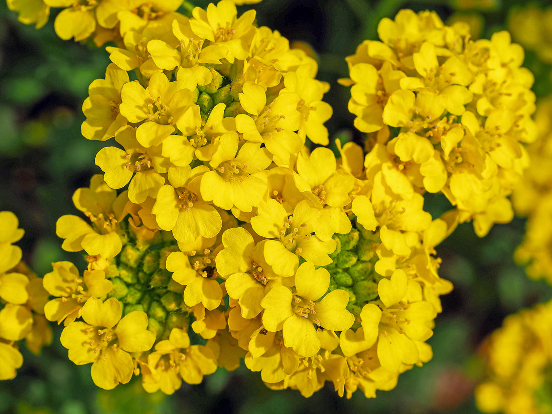 Yellow Aurinia flower seeds