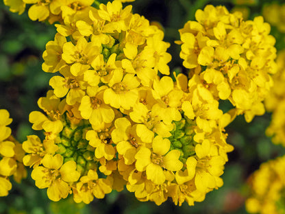 Yellow Aurinia flower seeds