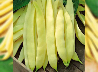 Venezia Bean Seeds for Planting – Heirloom Garden Seeds