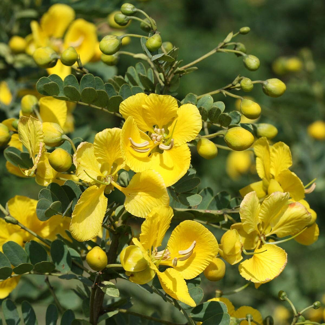 Yellow Cassia flower seeds