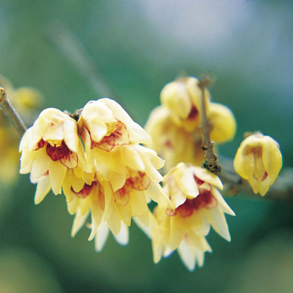 Yellow Chimonanthus flower seeds