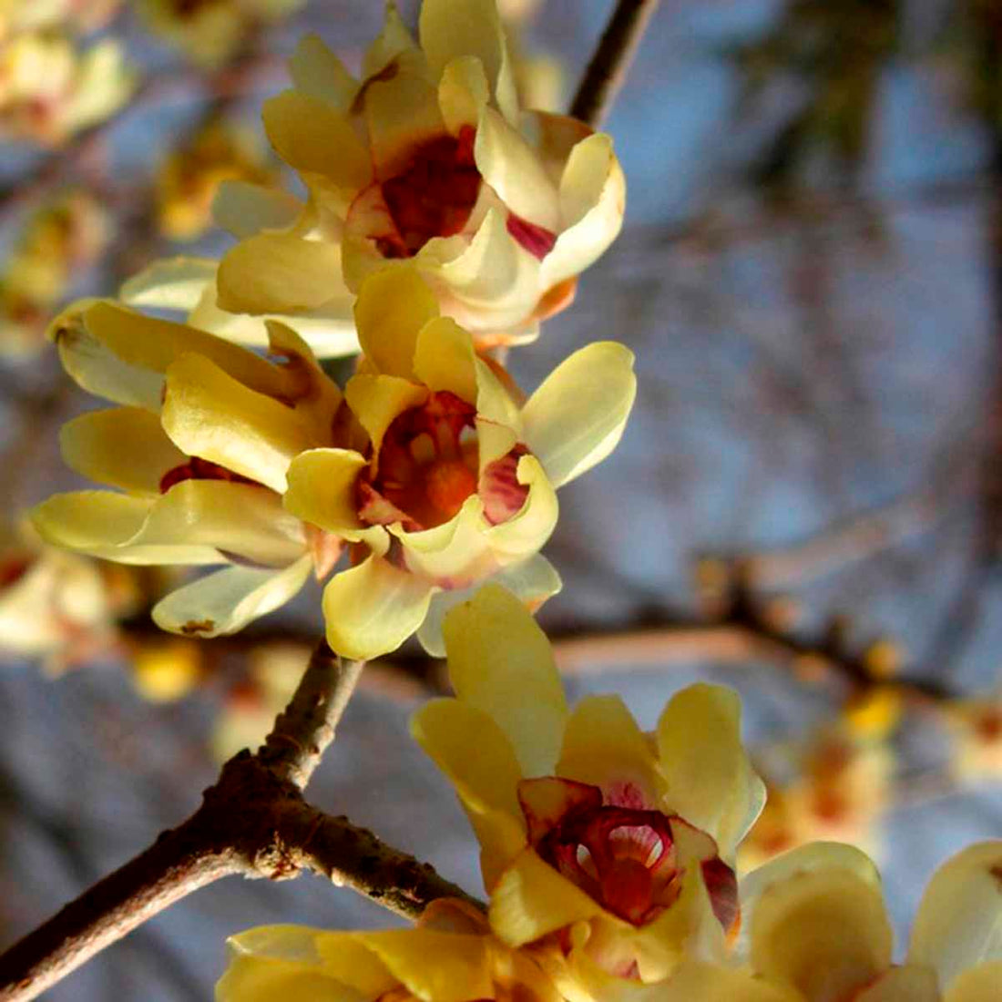 Yellow Chimonanthus flower seeds