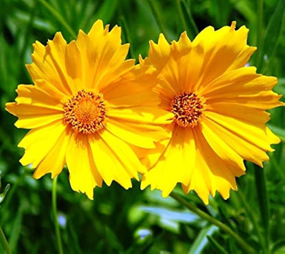 Yellow Coreopsis flower seeds