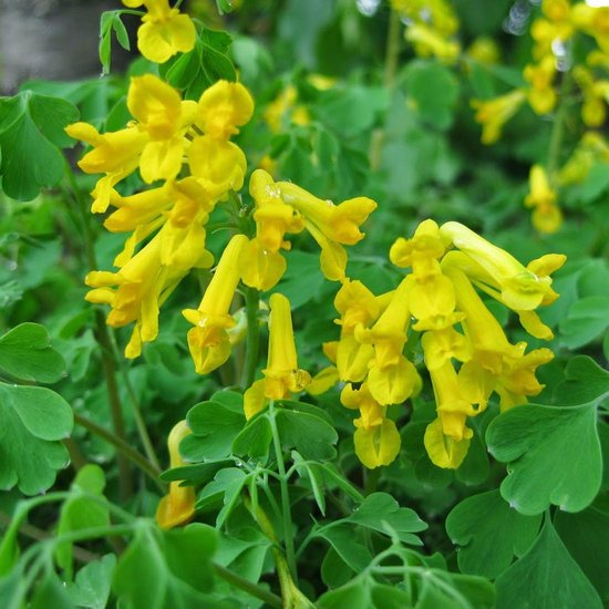 Yellow Corydalis flower seeds