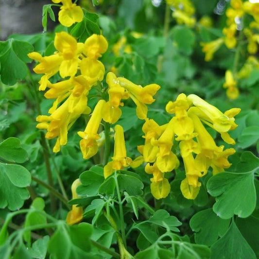 Yellow Corydalis flower seeds