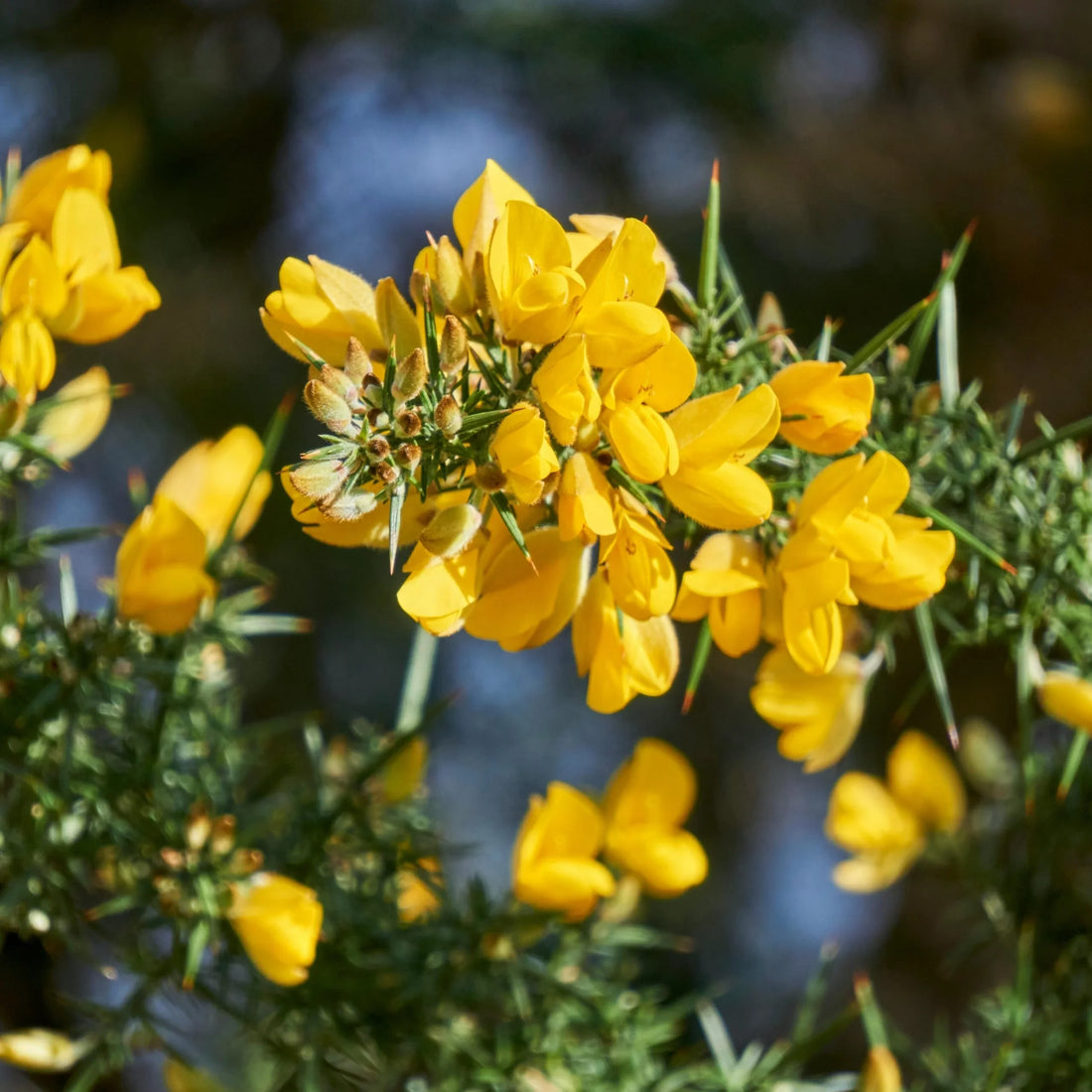 Yellow Gorse flower seeds