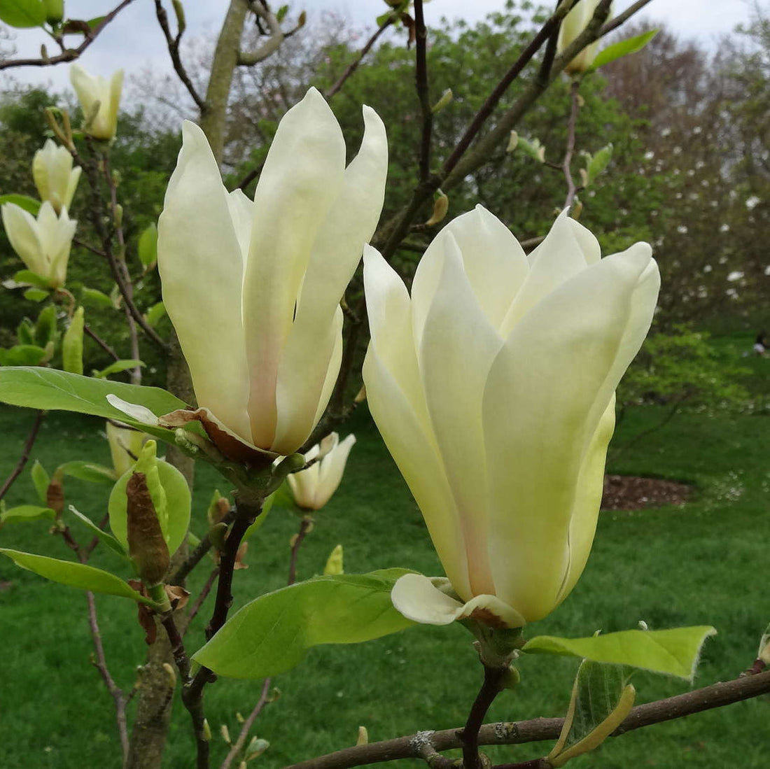 Light Yellow flower seeds