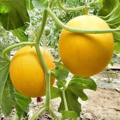 Yellow Muskmelon Fruit Seeds for Planting – Heirloom Non-GMO Garden Seeds