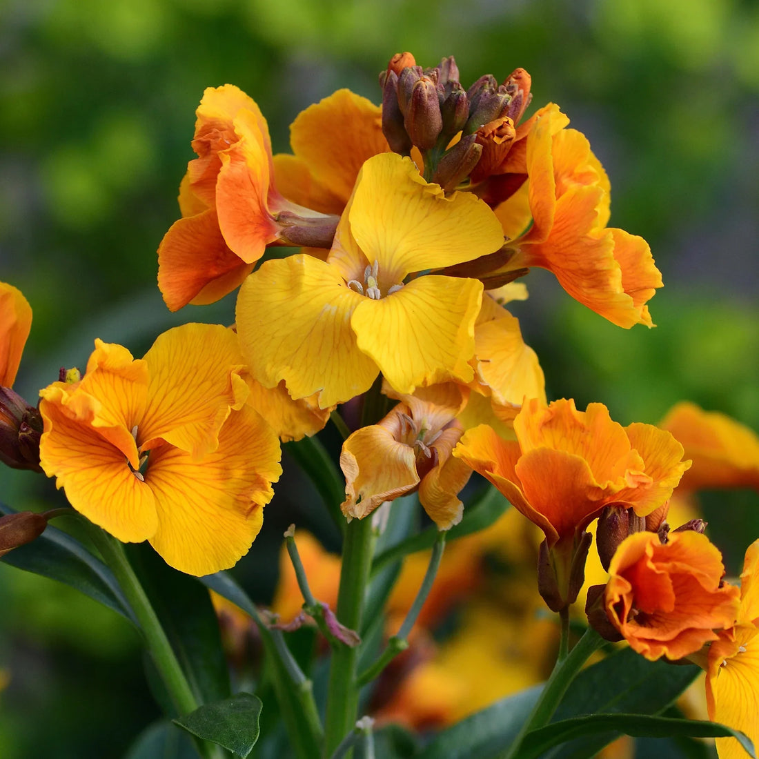 Yellow Orange flower seeds