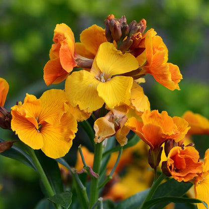 Yellow Orange flower seeds