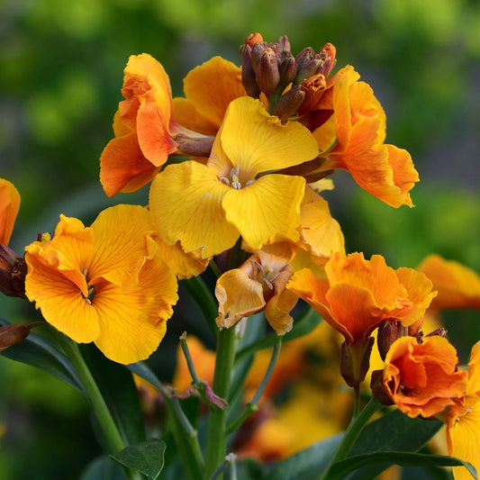 Yellow Orange flower seeds