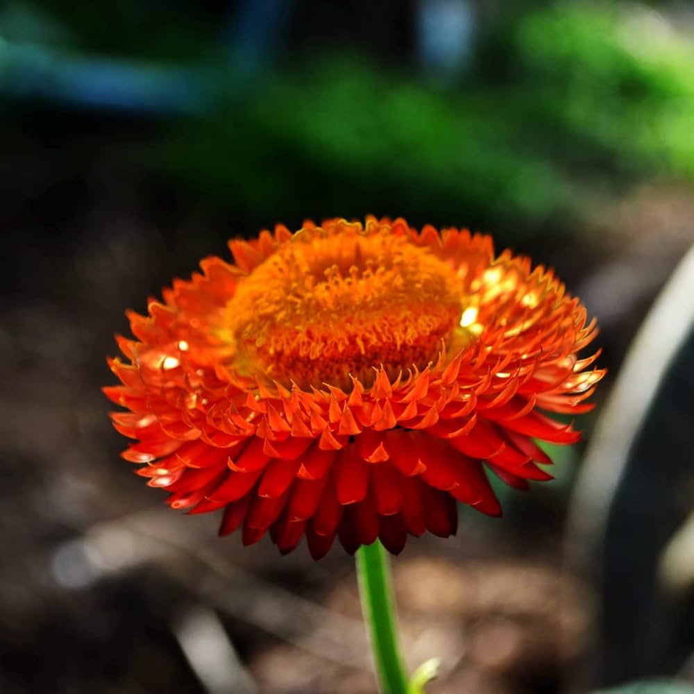 Yellow Orange flower seeds