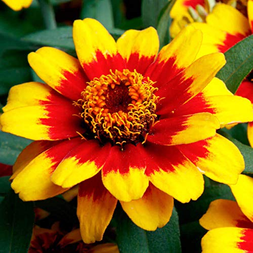 Yellow Profusion flower seeds