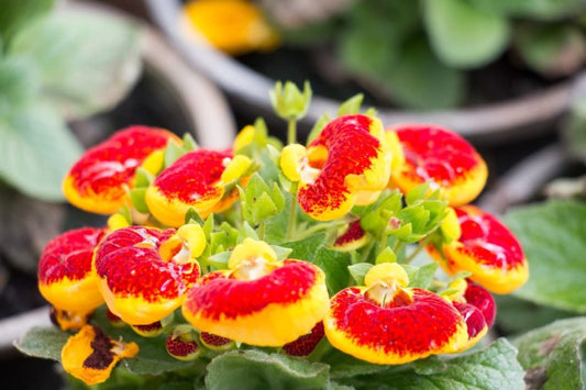 Yellow Red flower seeds