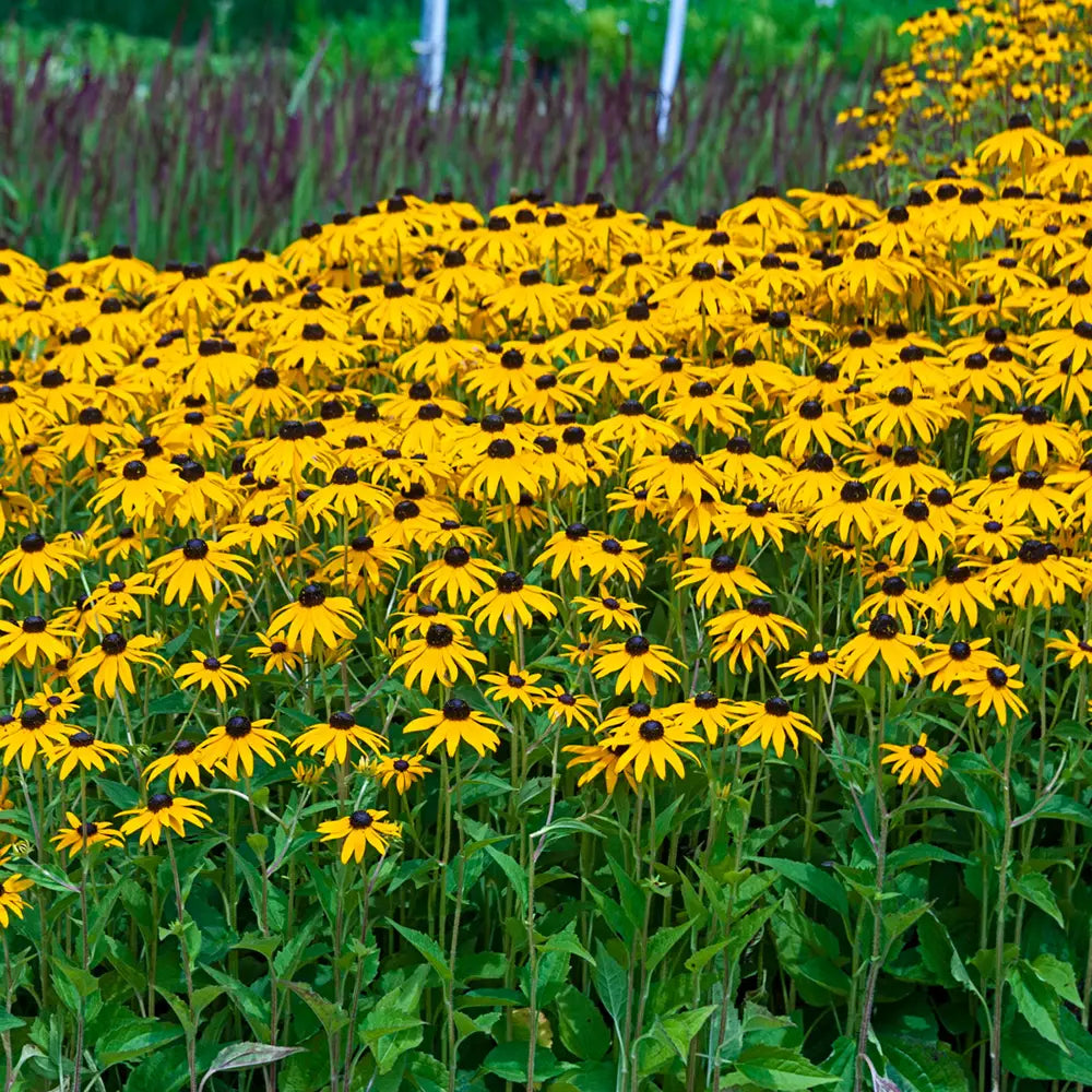 Yellow Rudbeckia flower seeds