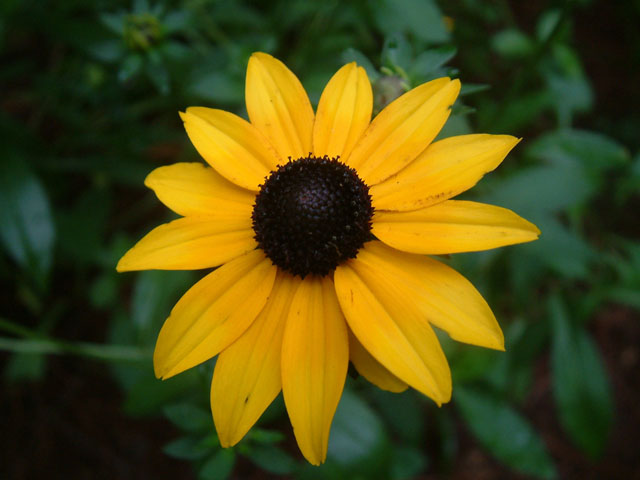 Yellow Rudbeckia flower seeds