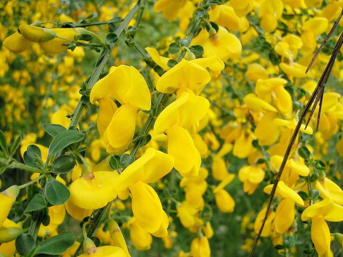 Yellow Scotch flower seeds