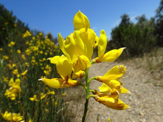 Yellow Spartium flower seeds