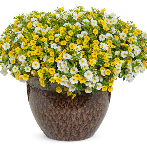 Yellow Superbells flower seeds