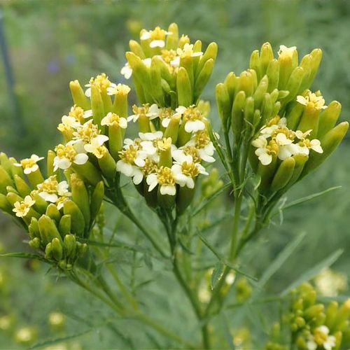 Yellow Tagetes flower seeds